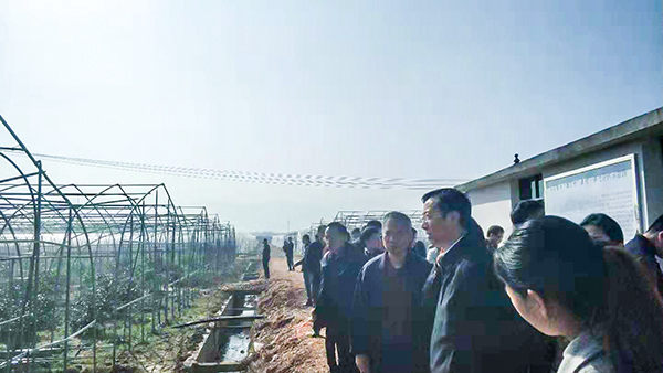 全国农技推广中心王福祥副主任（右二）巡视设施大棚